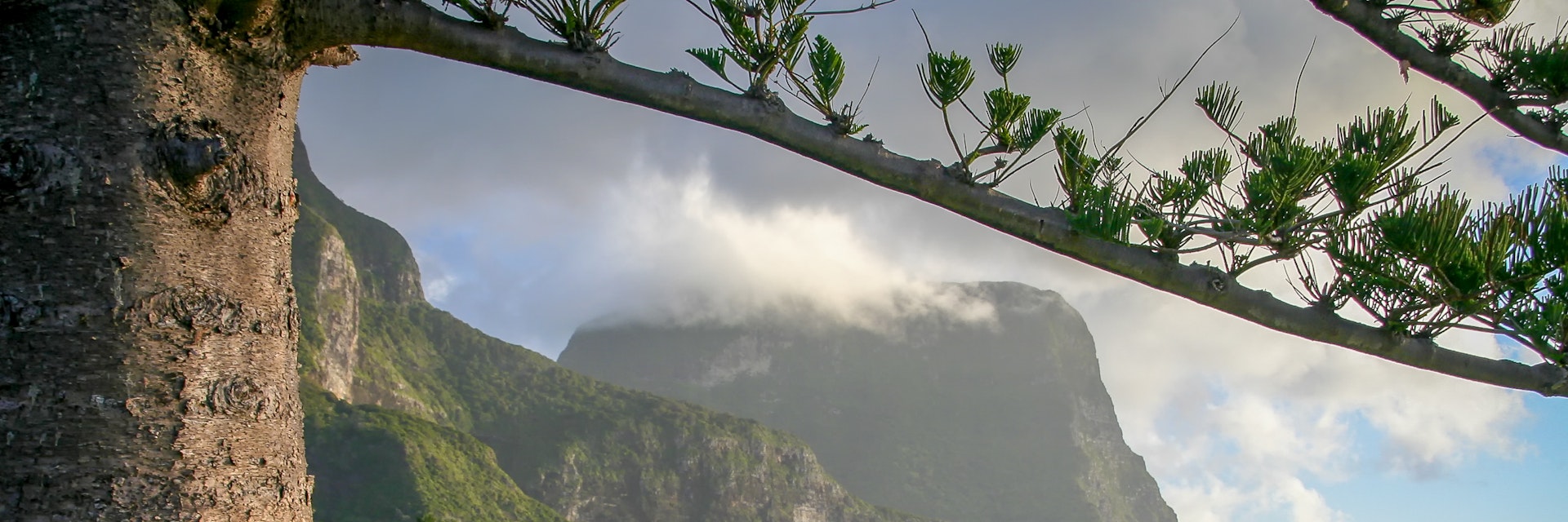 A view of Mt Gower, Lord Howe Island framed by the branches of a Norfolk Pine tree