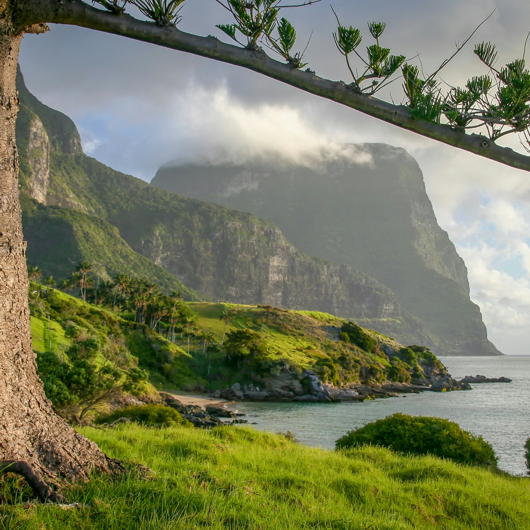 A view of Mt Gower, Lord Howe Island framed by the branches of a Norfolk Pine tree