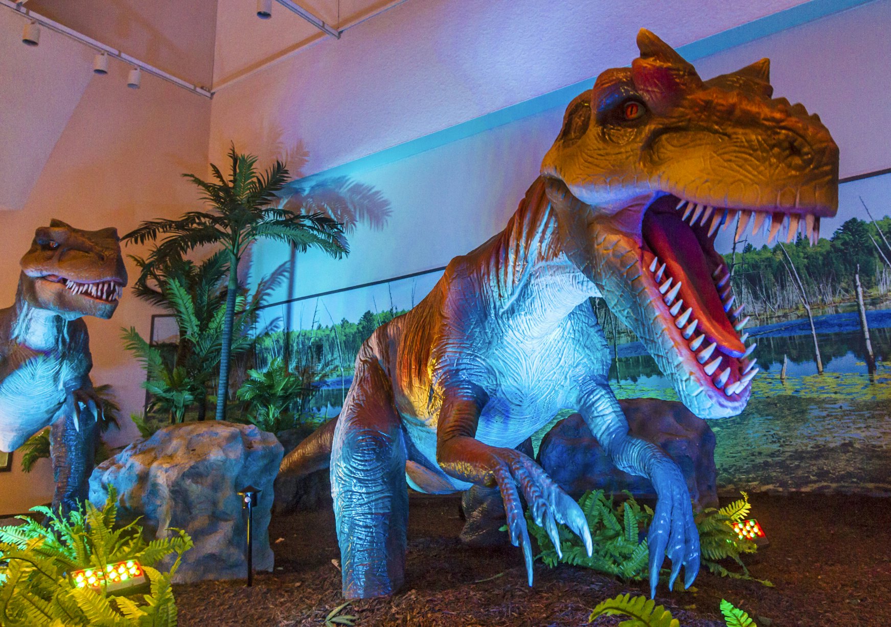 Tyrannosaurus rex (T.rex) was a huge dinosaur (up to 40 feet or 12 metres long, 12 feet or four metres tall) that lived throughout what is now western North America approximately 65 million years ago. This animated display at the Manitoba Museum in Winnipeg, Canada, features replicas that move and appear to breathe. The head is slightly blurred because of its movement.