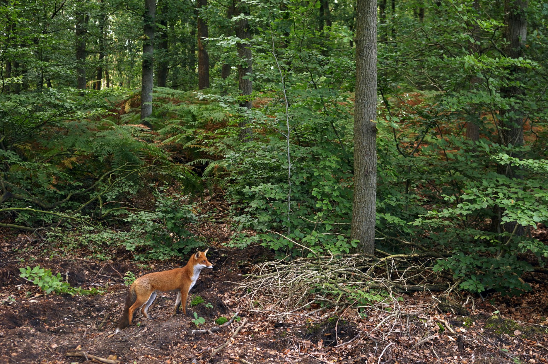 Red Fox (Vulpes vulpes), Hoge Veluwe National Park, Gelderland, Netherlands