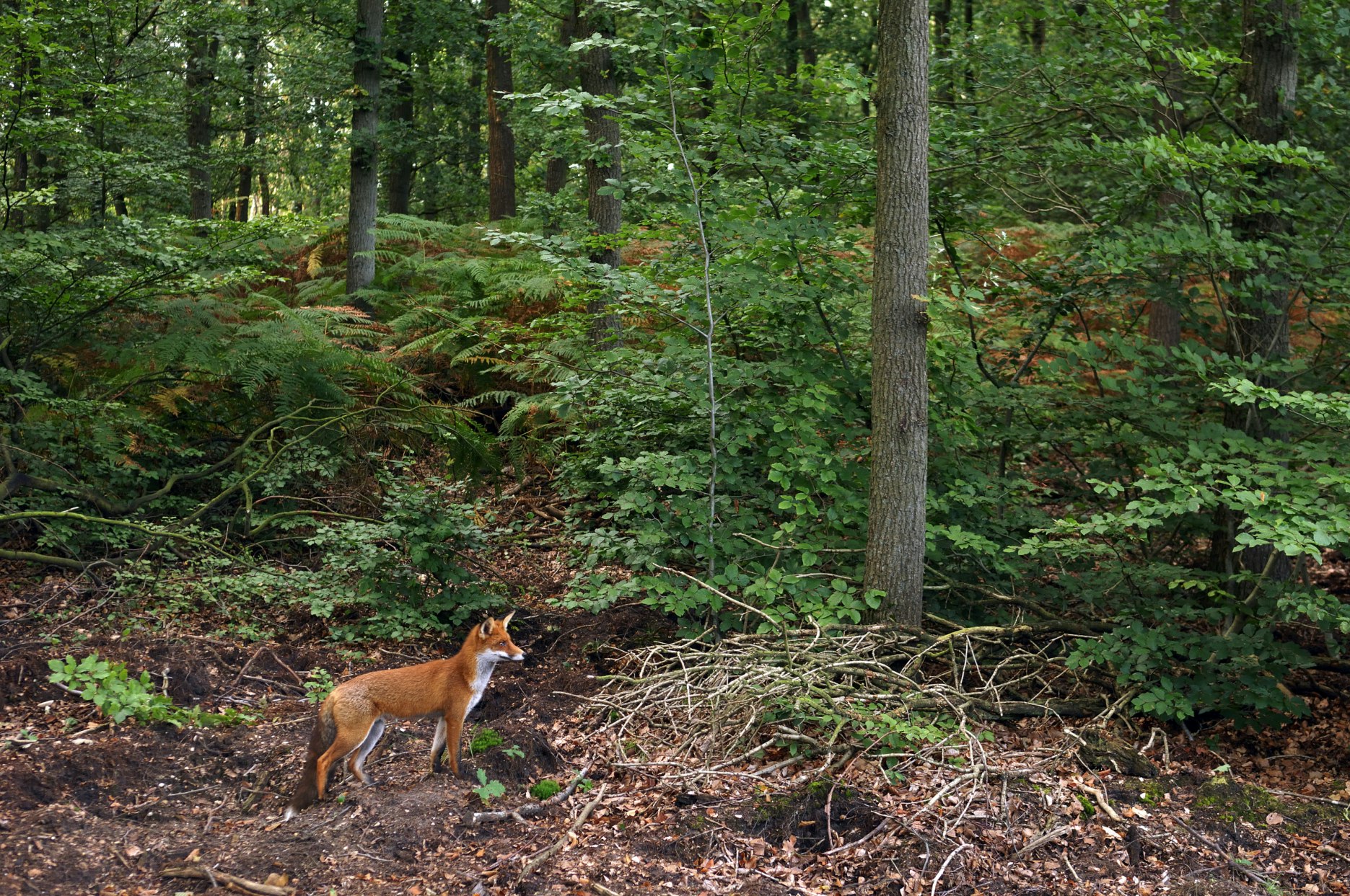 Red Fox (Vulpes vulpes), Hoge Veluwe National Park, Gelderland, Netherlands