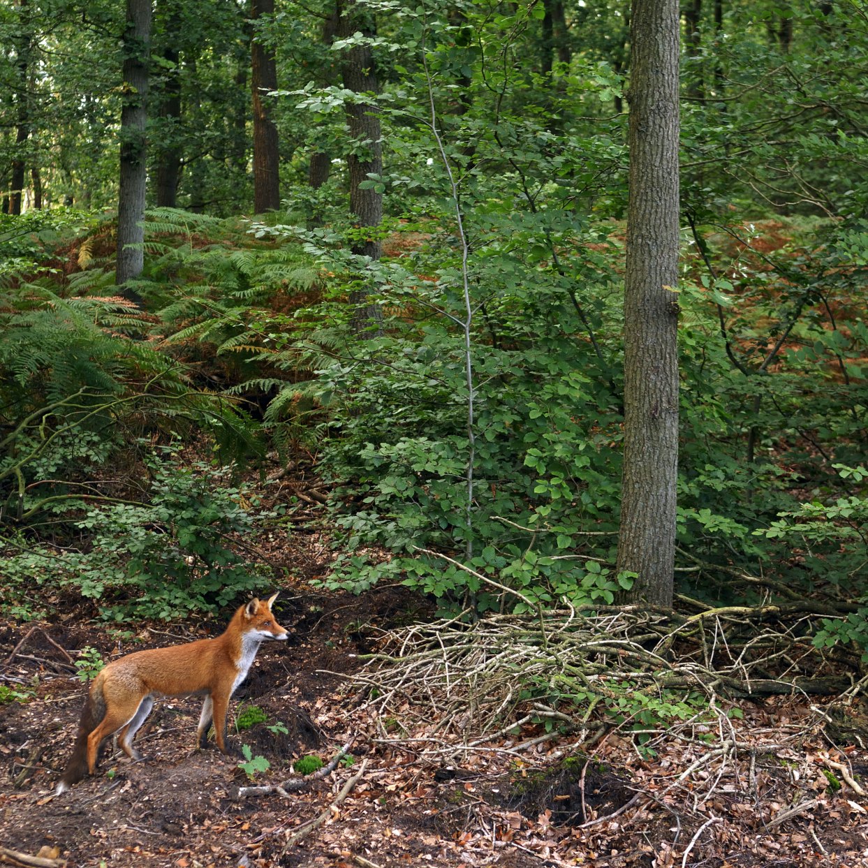 Red Fox (Vulpes vulpes), Hoge Veluwe National Park, Gelderland, Netherlands