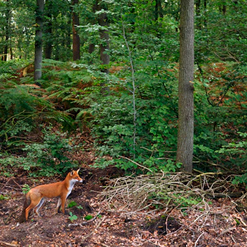 Red Fox (Vulpes vulpes), Hoge Veluwe National Park, Gelderland, Netherlands