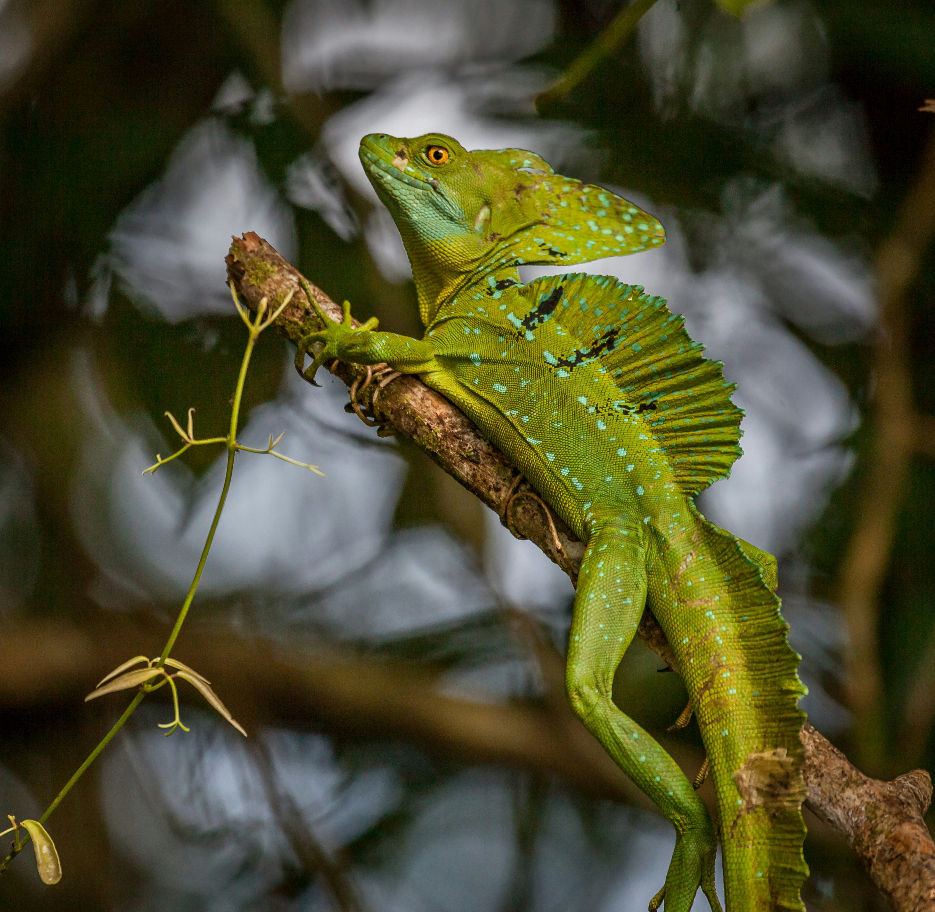 Parque Nacional Tortuguero