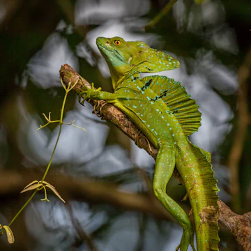 Parque Nacional Tortuguero