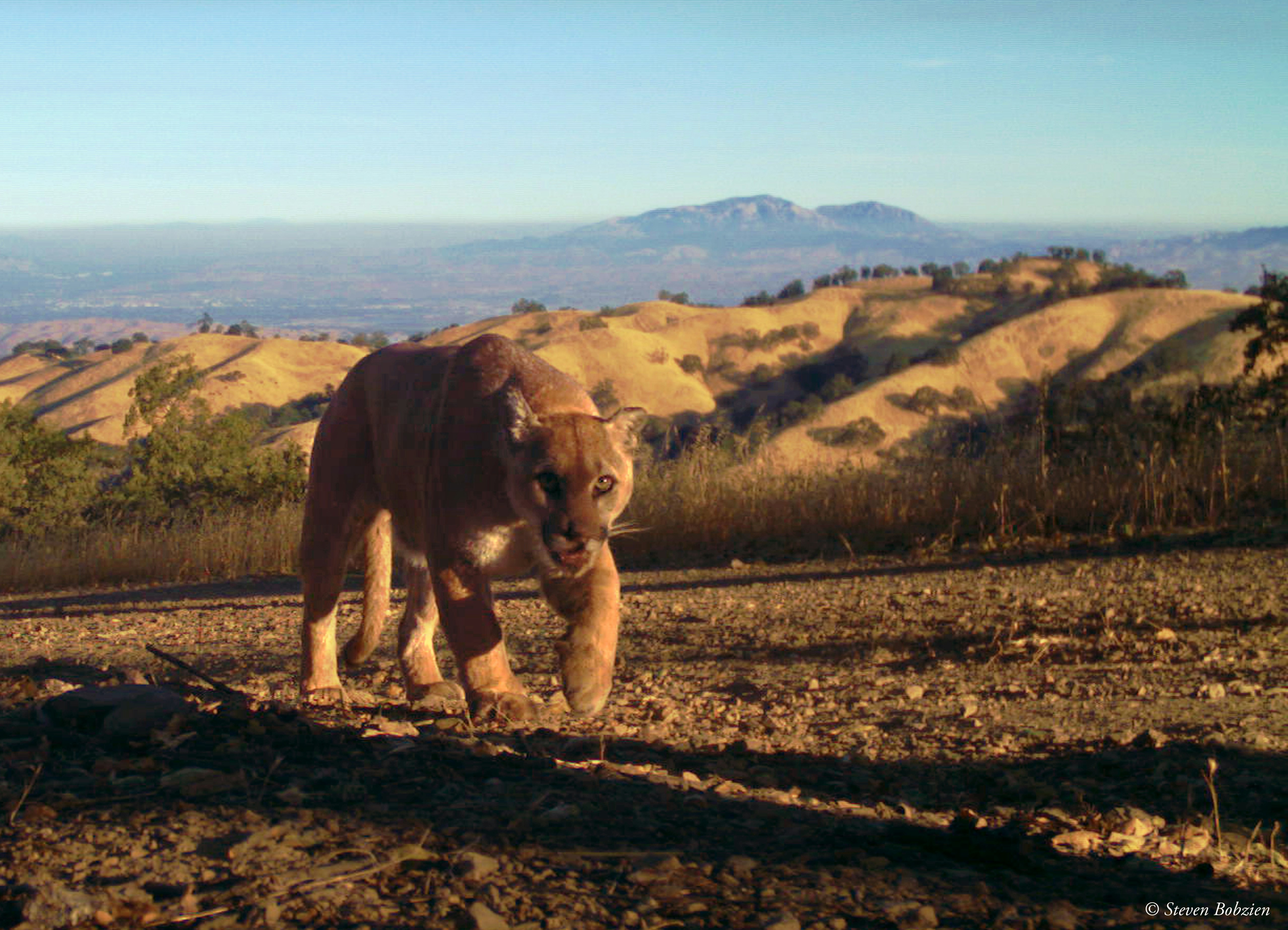 An adult male puma walking toward the camera with Mt Diablo in background
