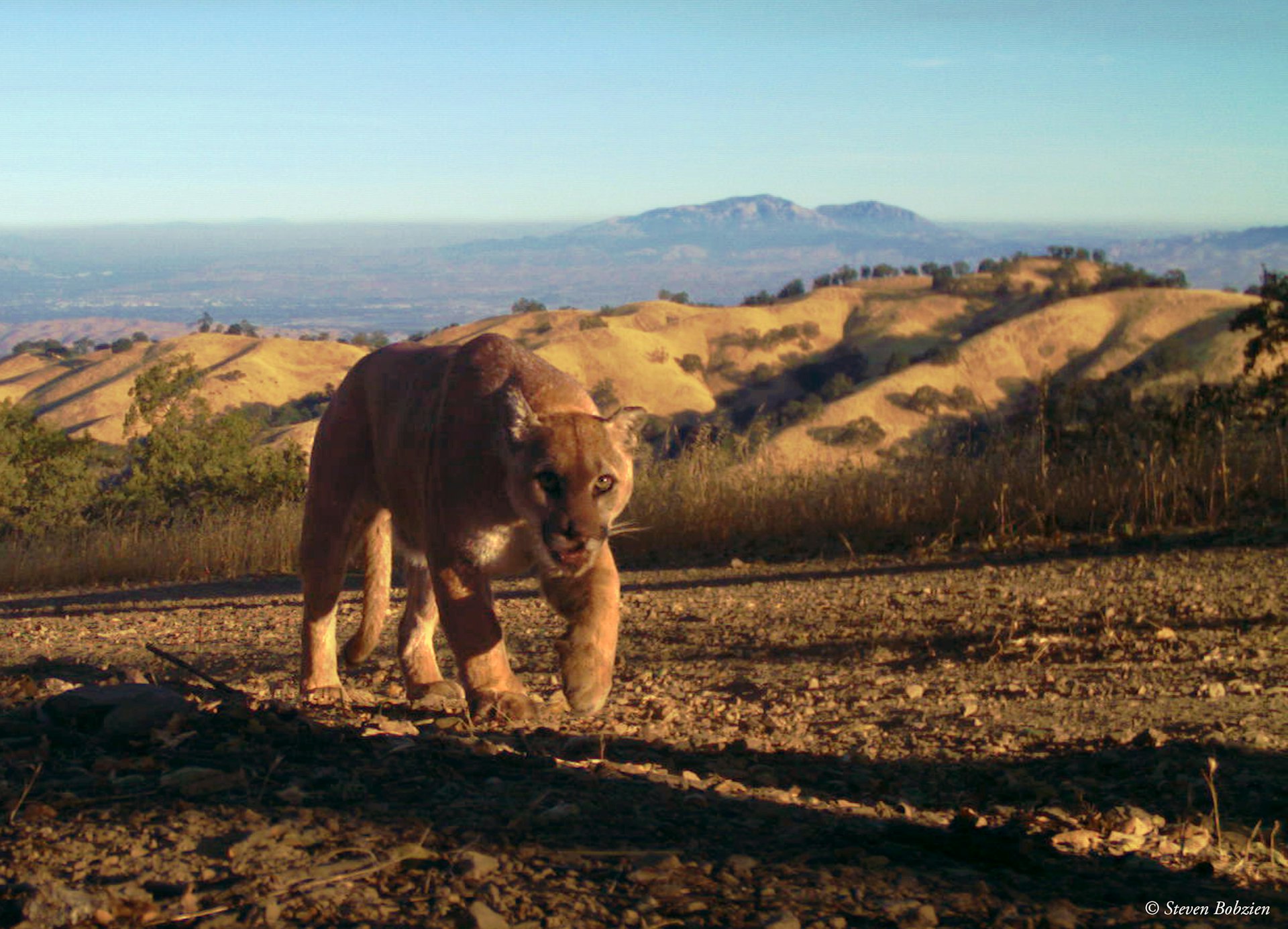 An adult male puma walking toward the camera with Mt Diablo in background