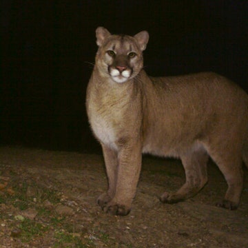 Adult male puma.jpg