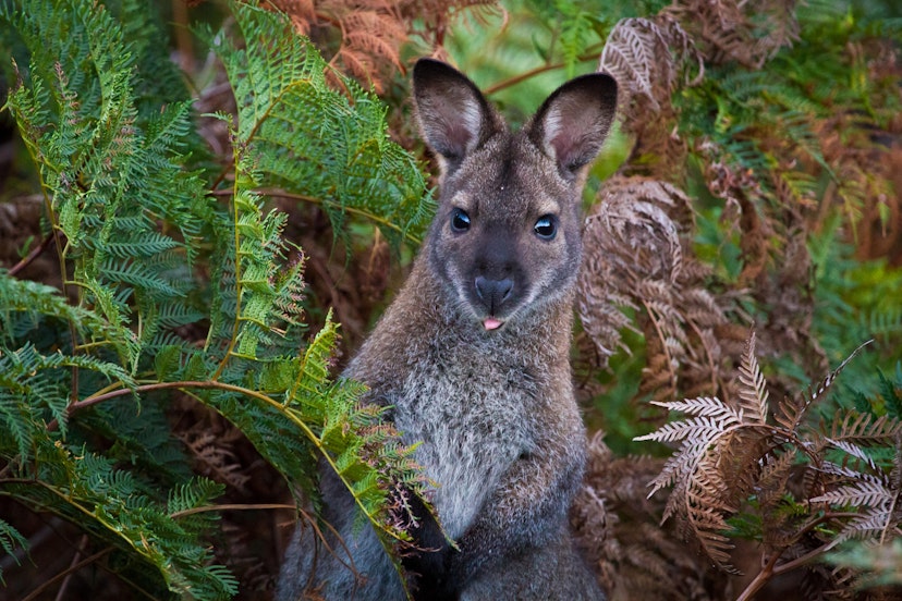 Bennett's Wallaby hiding among bracken ferns in Tasmania. .