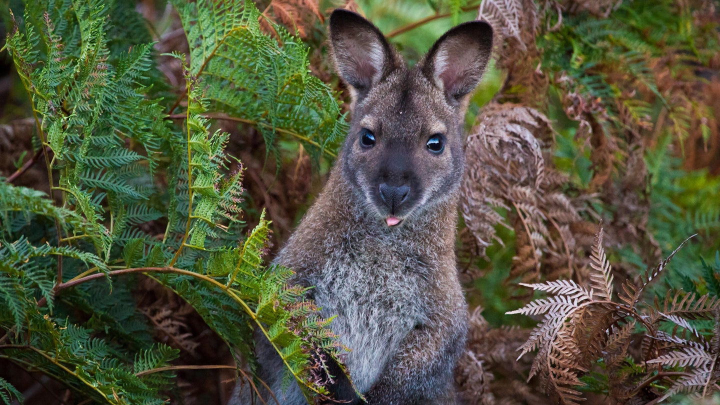 Bennett's Wallaby hiding among bracken ferns in Tasmania. .