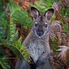 Bennett's Wallaby hiding among bracken ferns in Tasmania. .