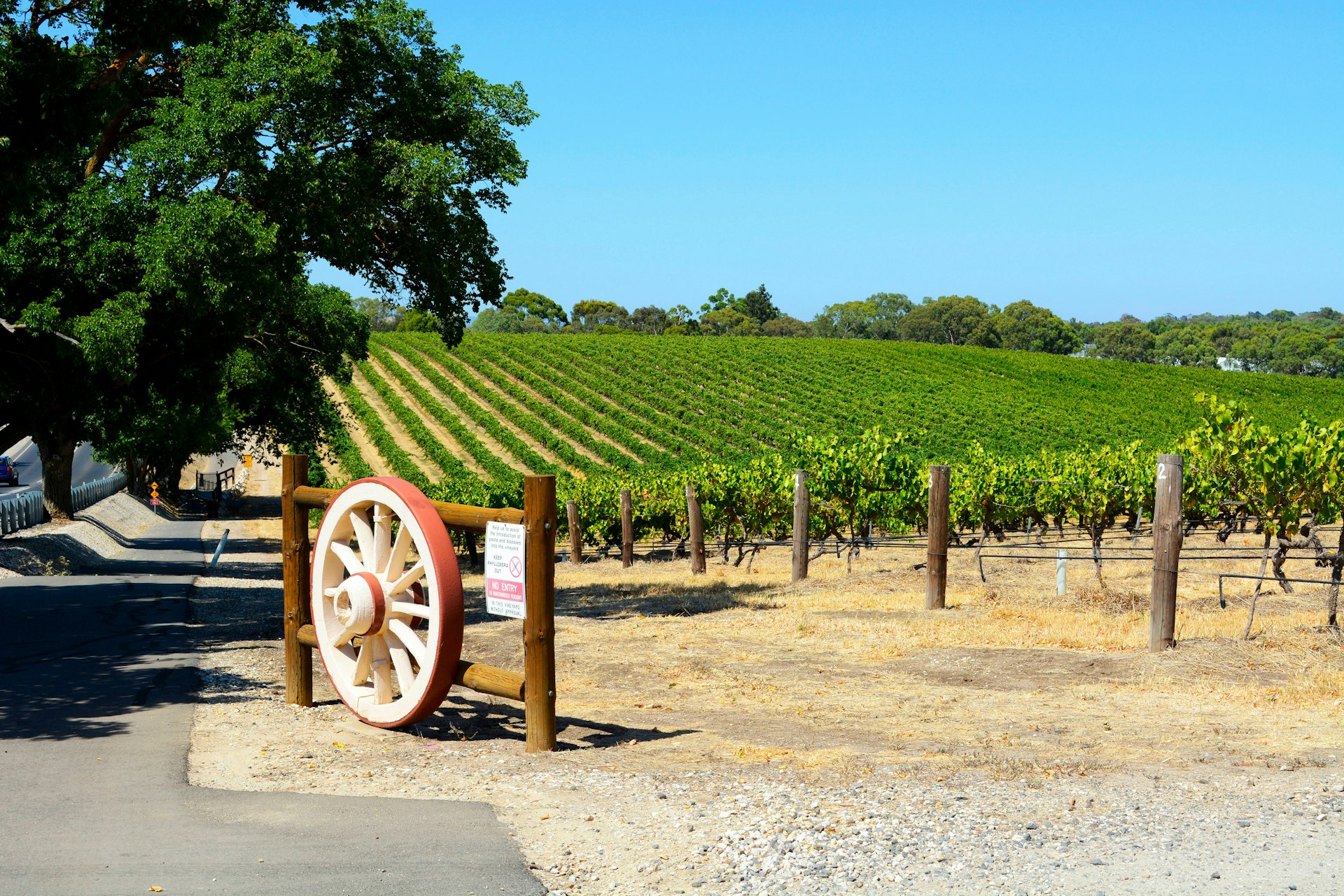 Rows of grape vines with wagen wheel gate, in Australia's major wine growing regiion, Barossa Valley South Australia.