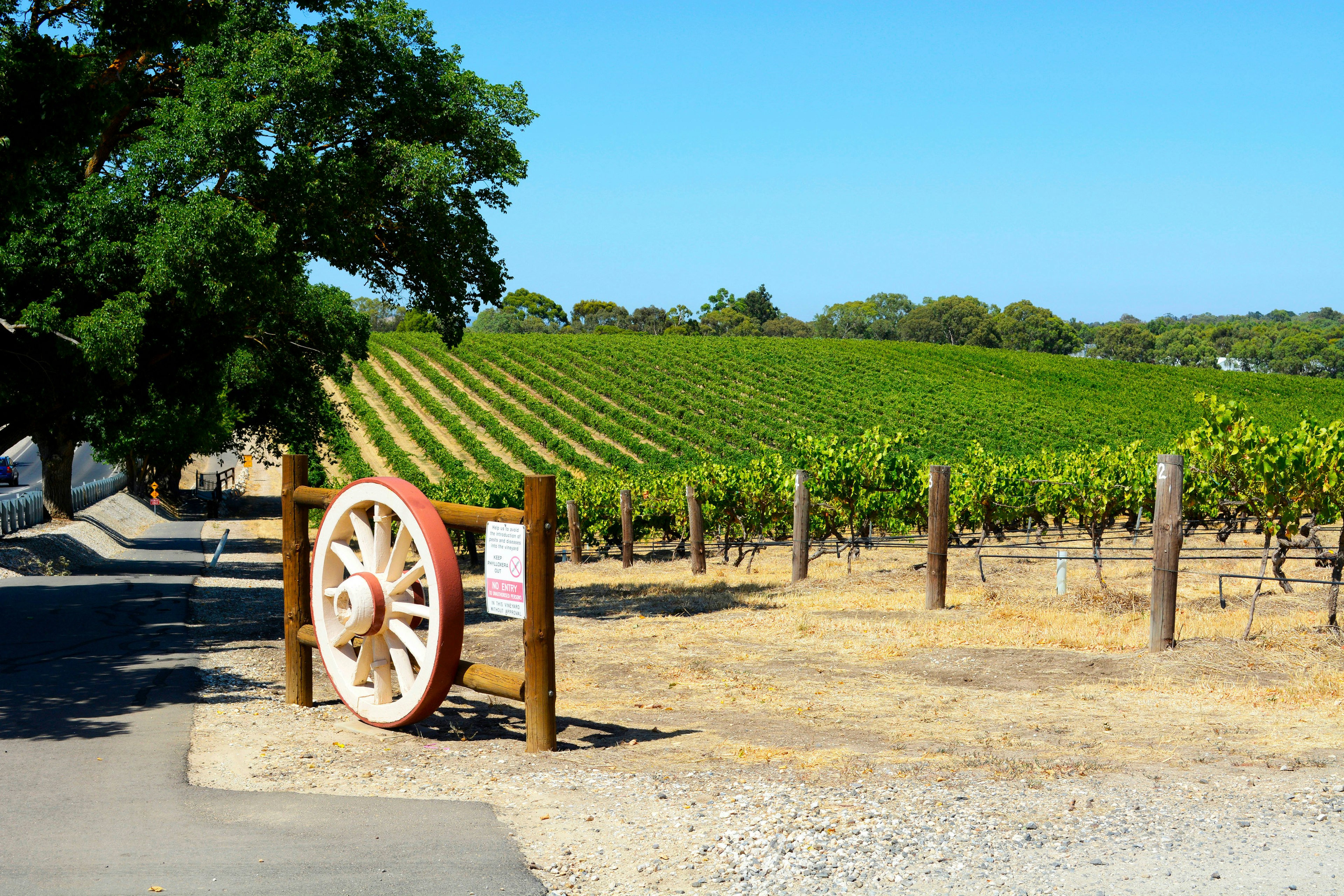 Rows of grape vines with wagen wheel gate, in Australia's major wine growing regiion, Barossa Valley South Australia.