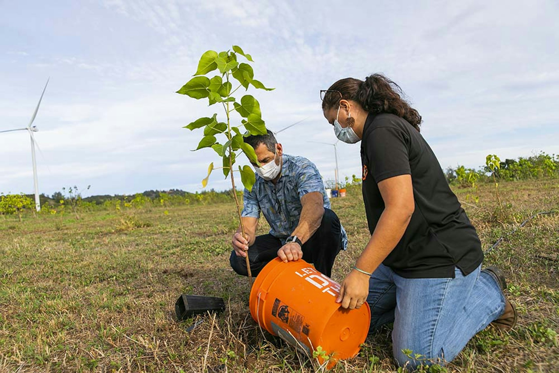 A man and woman planting a tree in Hawaii