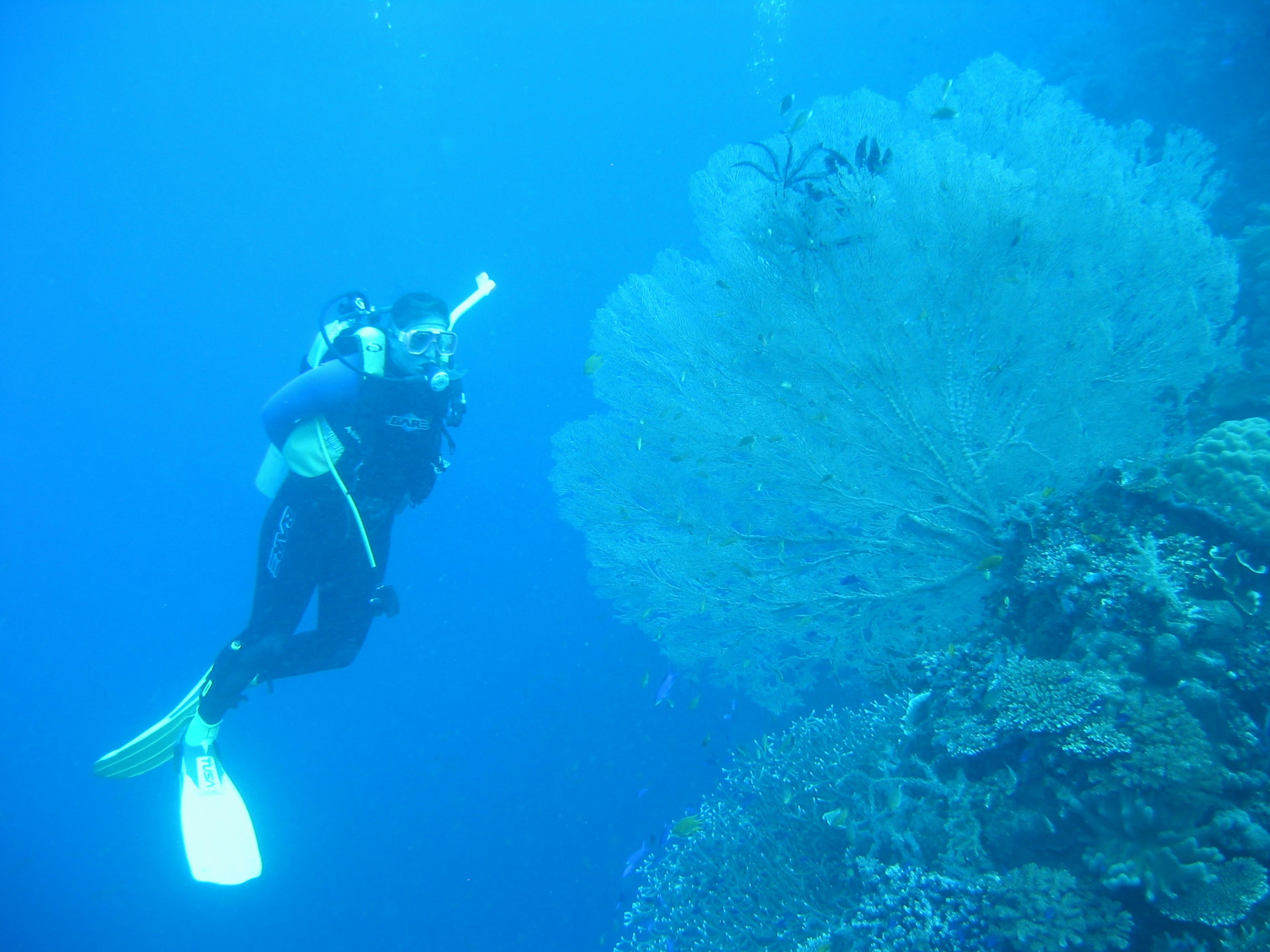 Dr. Vincent dives in damaged habitats to figure out what to do for species and spaces that are at risk.