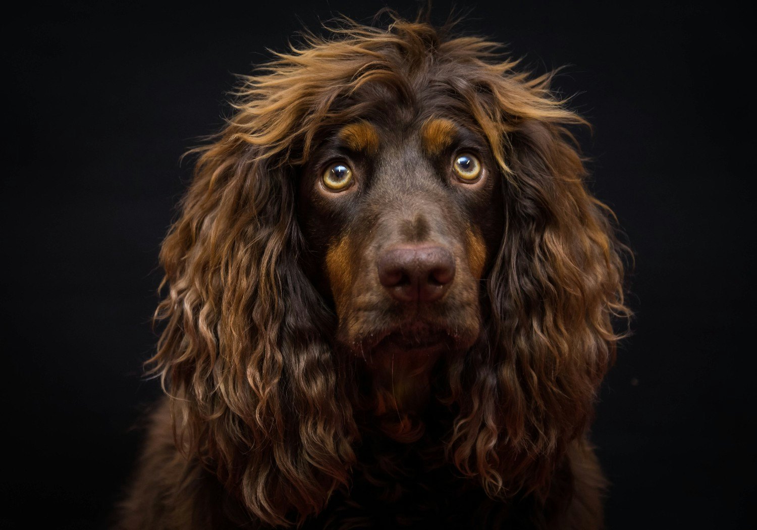 A portrait of Asher the medical detection dog