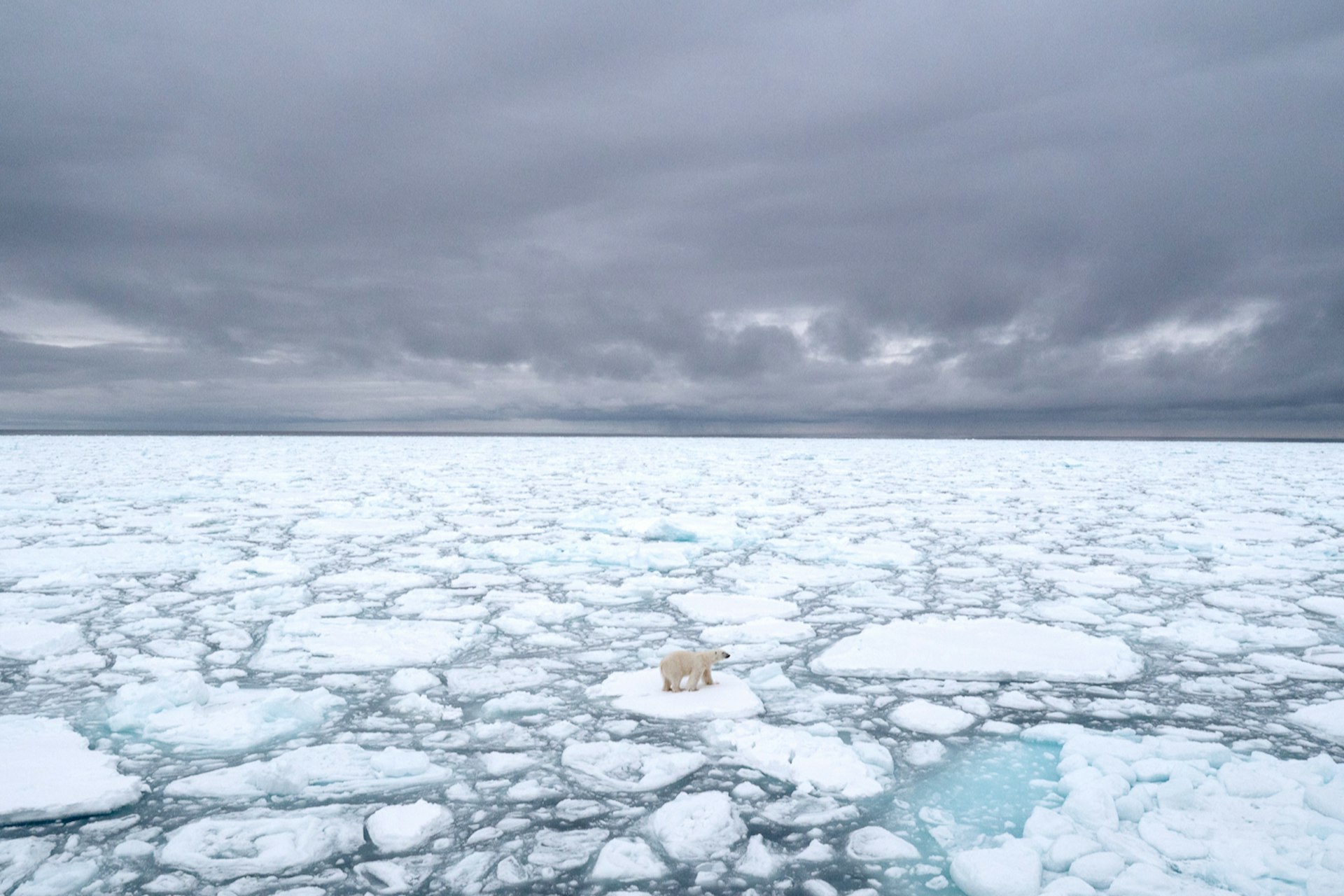 polar bear on Arctic sea ice