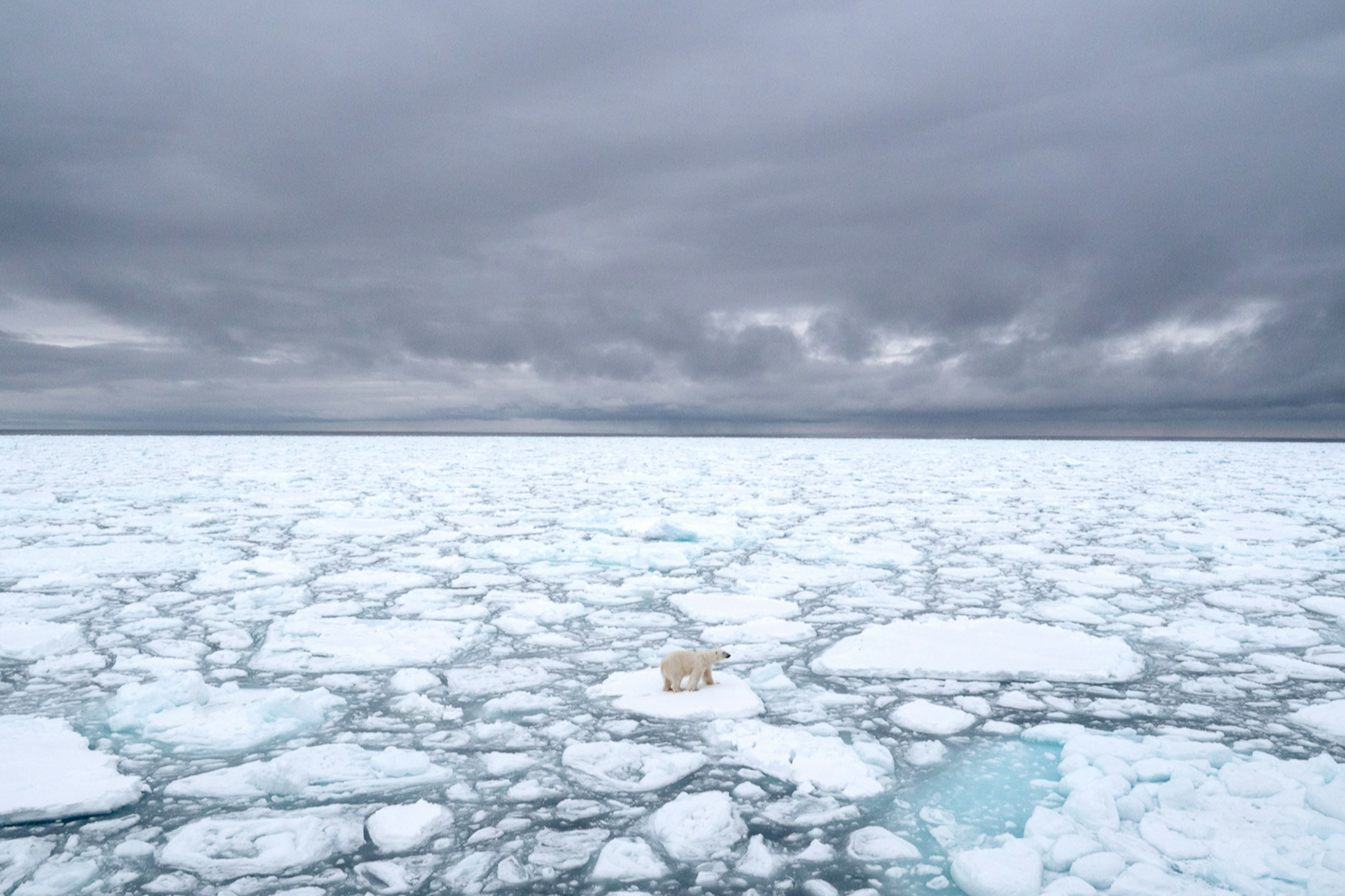 polar bear on Arctic sea ice