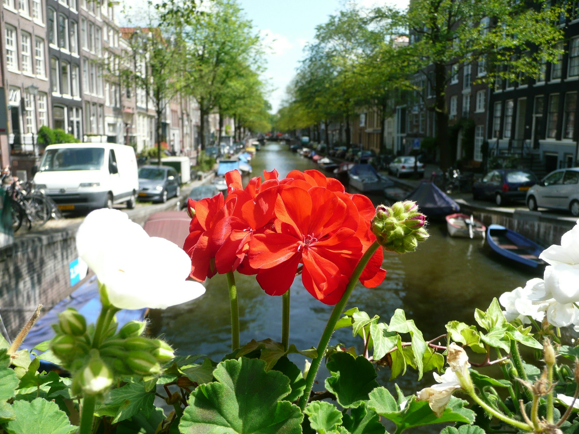 Flowers in a street in Amsterdam