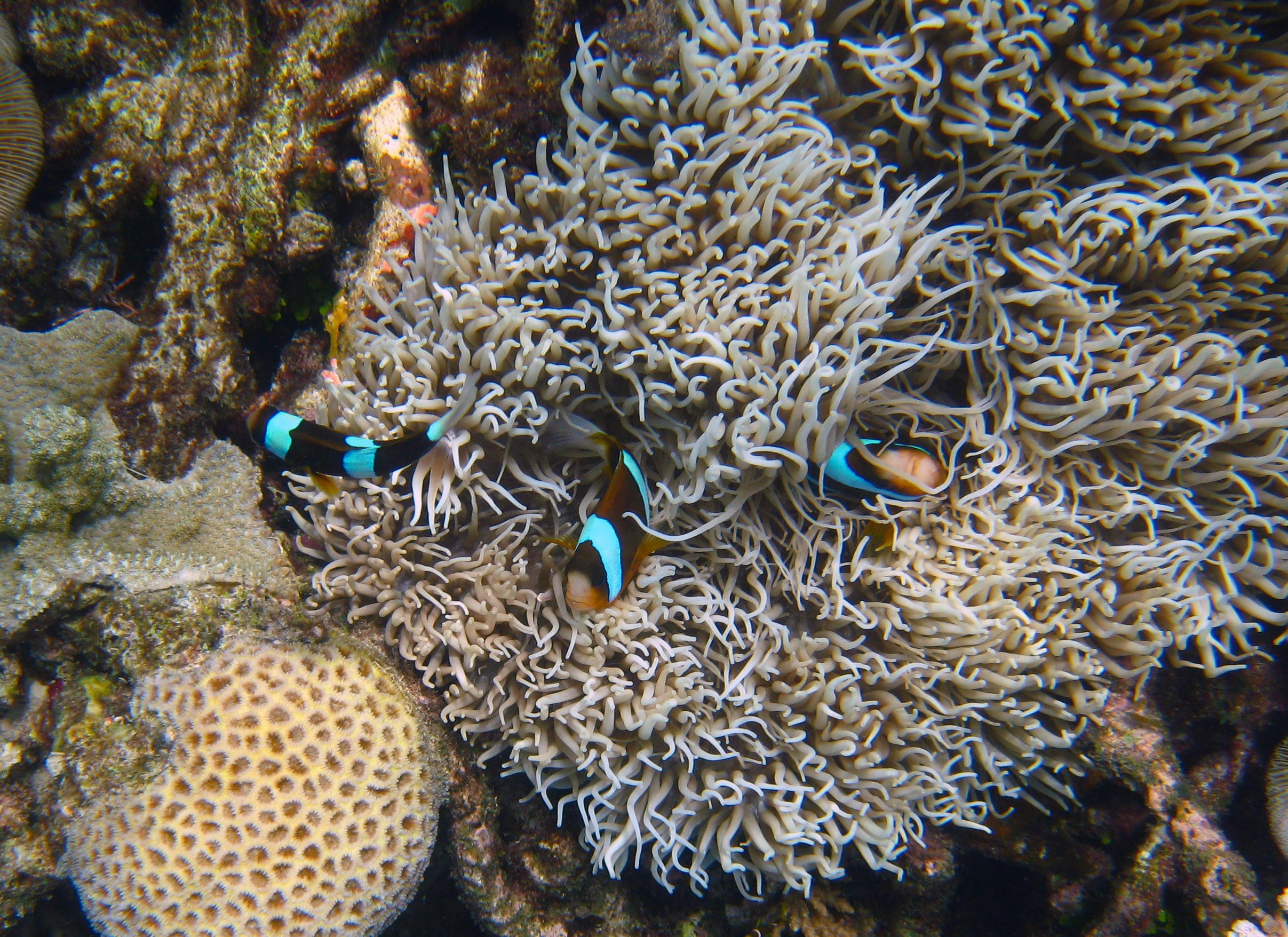 Clownfish and sea anemone at the Great Barrier Reef 