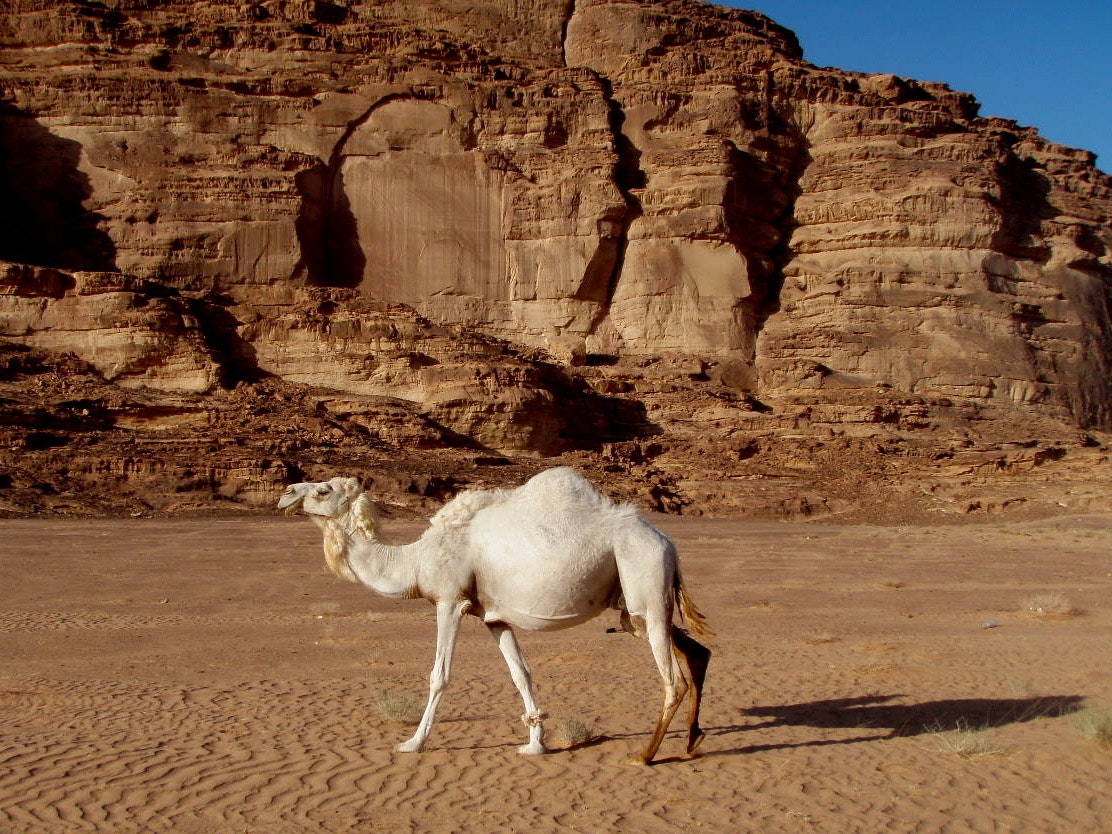 A camel against a desert backdrop