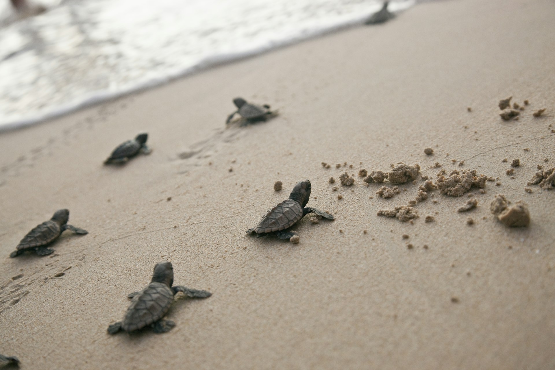Little sea turtles