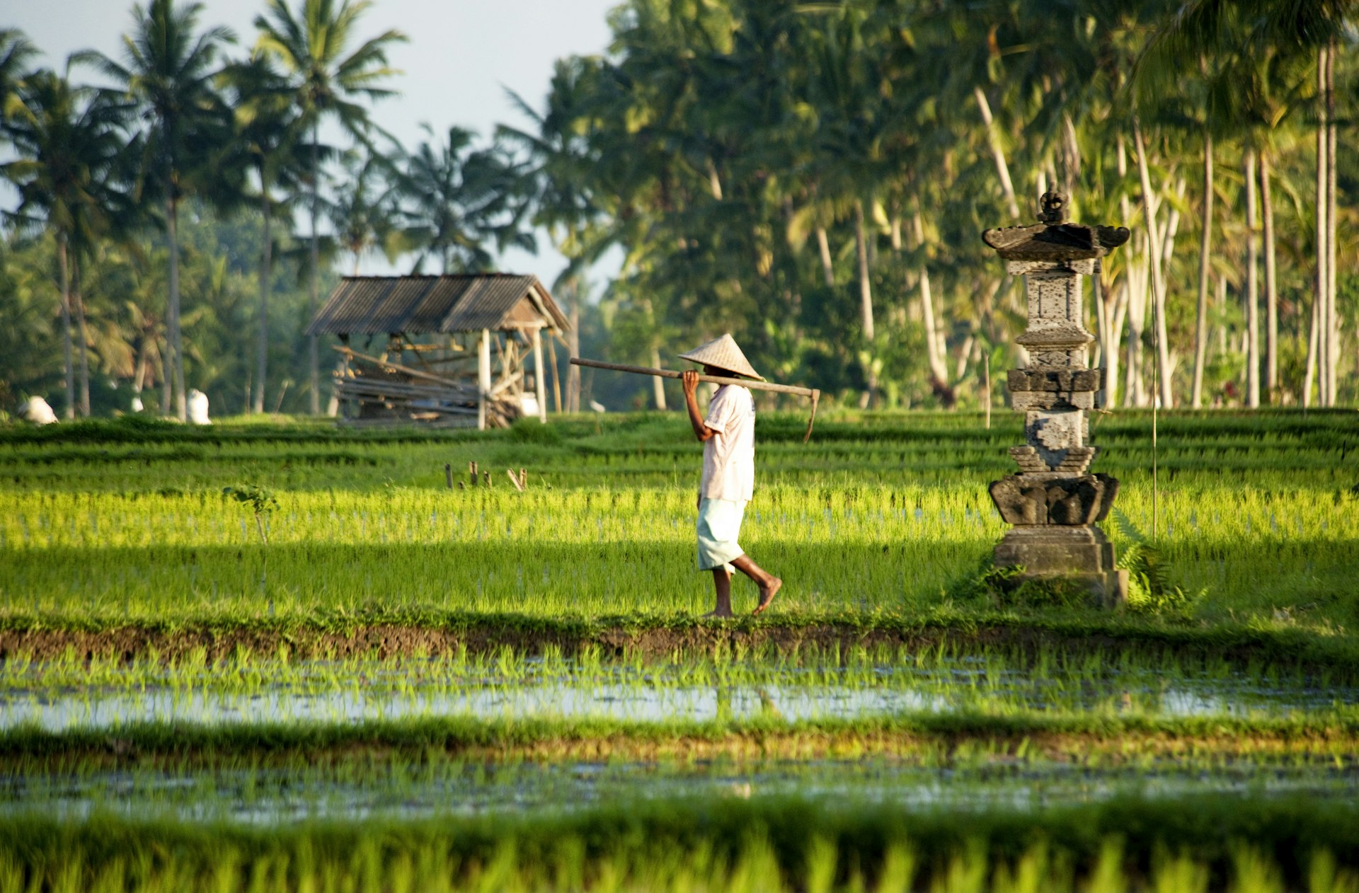 A farmer walking through rice paddies near Ubud, Bali