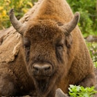 Bison at The Wildwood Trust © Tom Cawdron.jpg