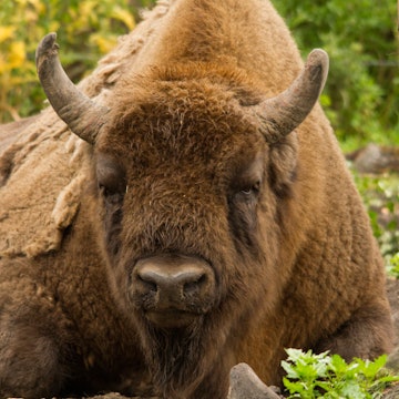 Bison at The Wildwood Trust © Tom Cawdron.jpg