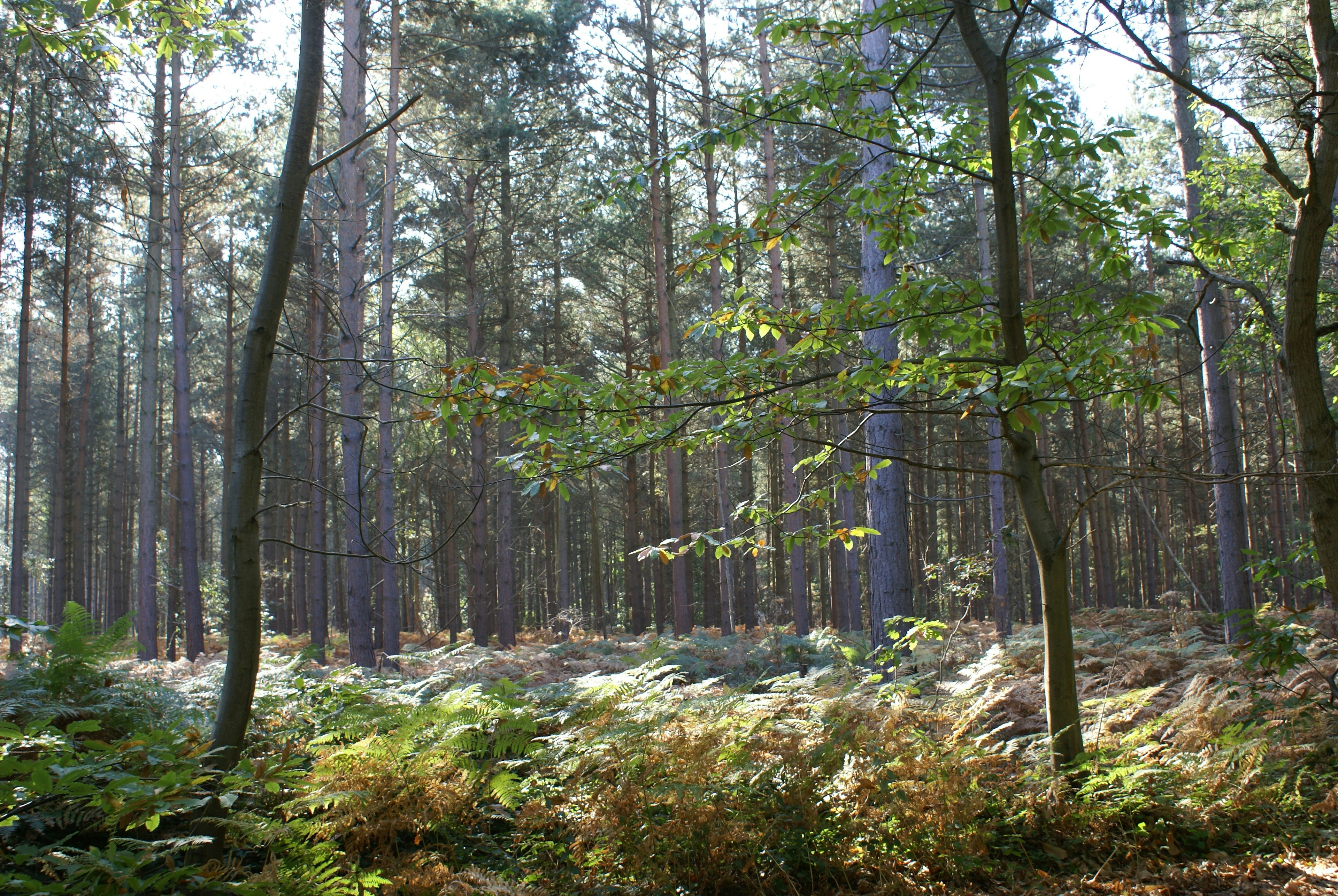 Blean Woods © Ray Lewis.jpg