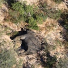 Botswana Elephant.jpeg