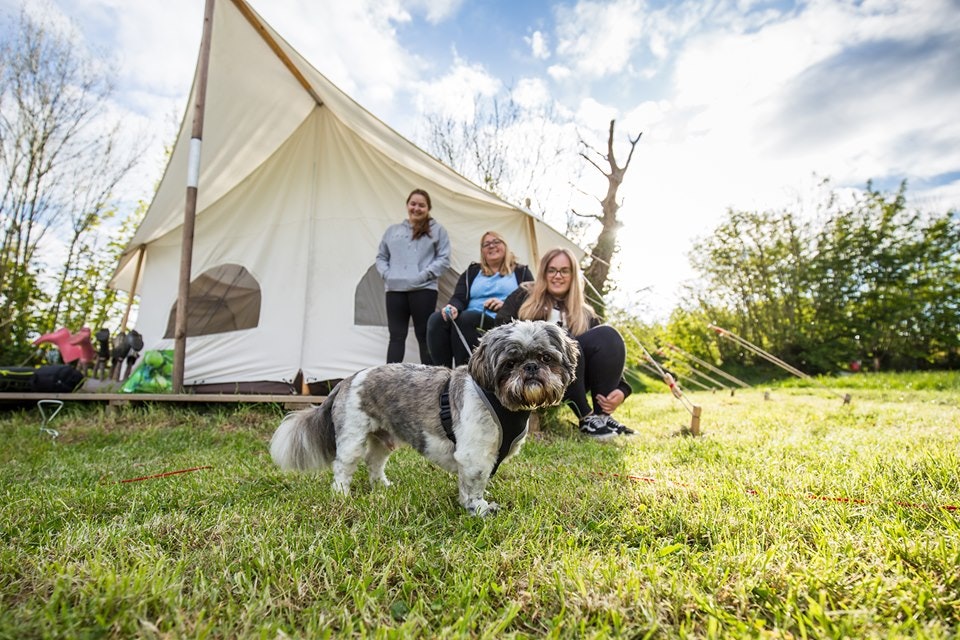 A small grey and white dog on a lead stares into the camera lens. Behind is a large luxury tent and a group of three women smiling at the camera