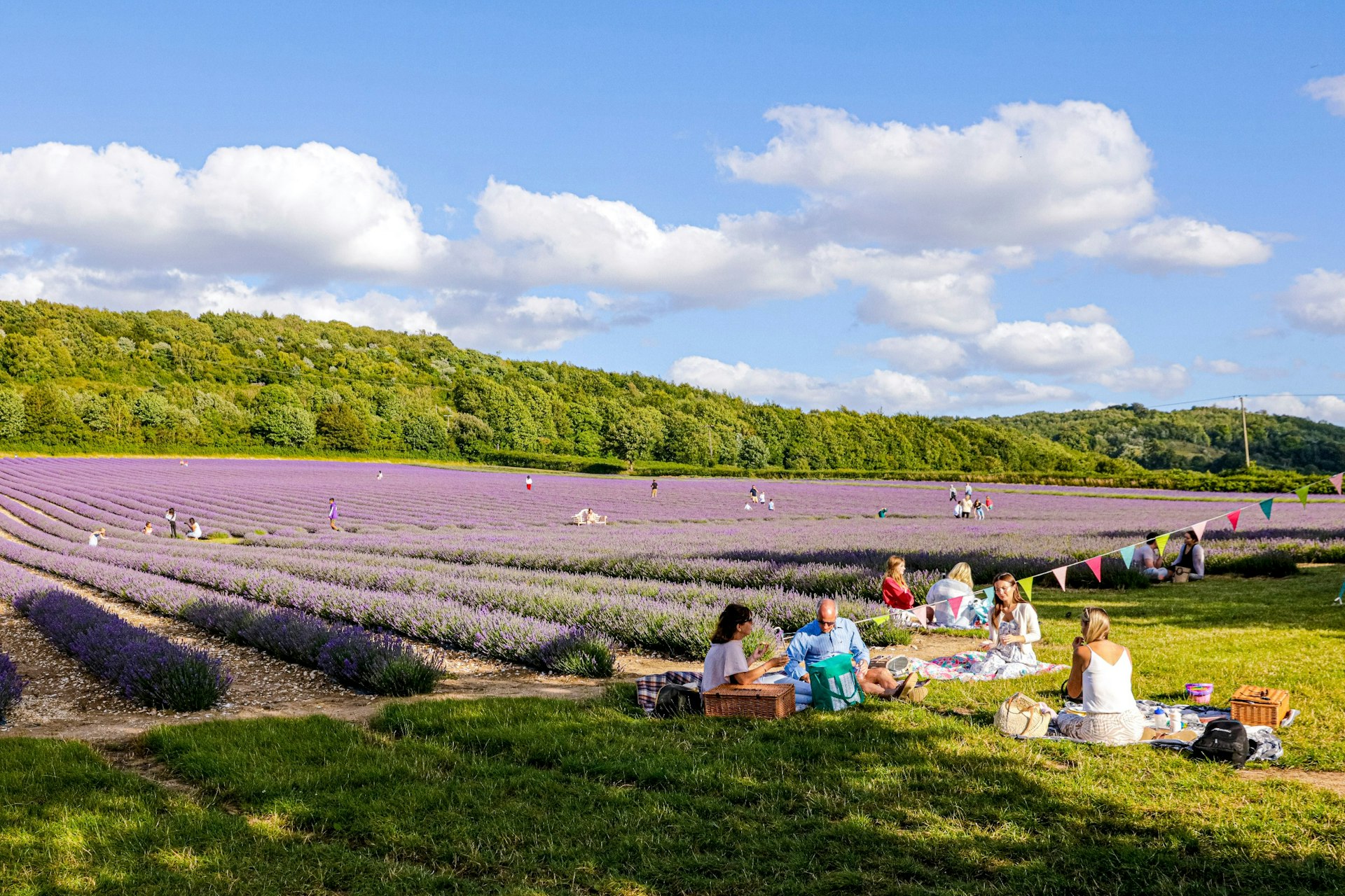 People picknicking at Castle Farm Lavender