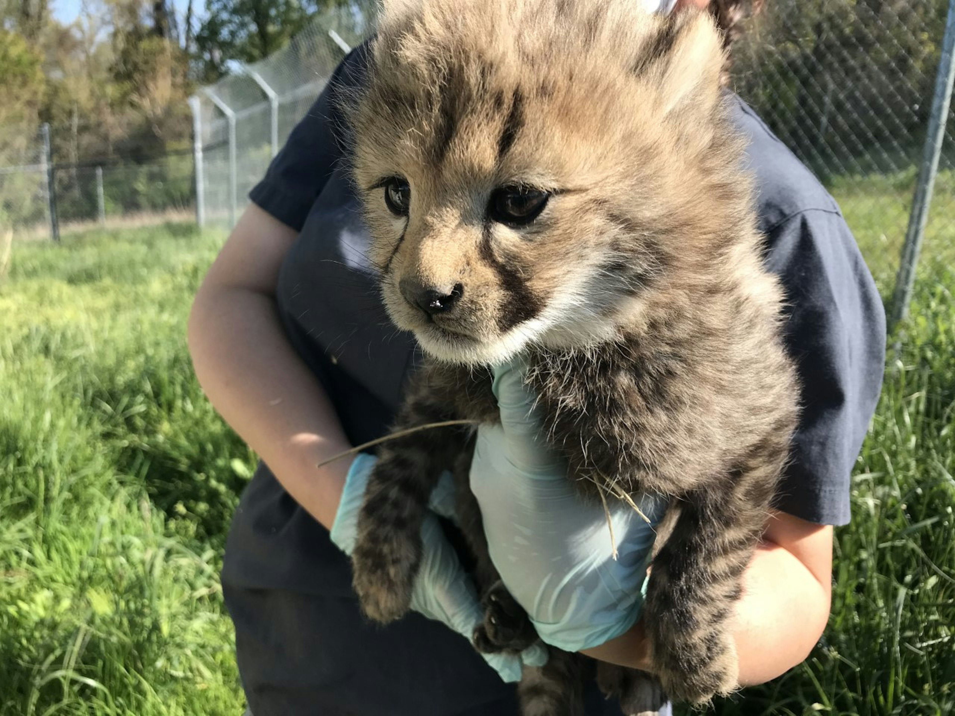 A cheetah cub in the arms of a carer