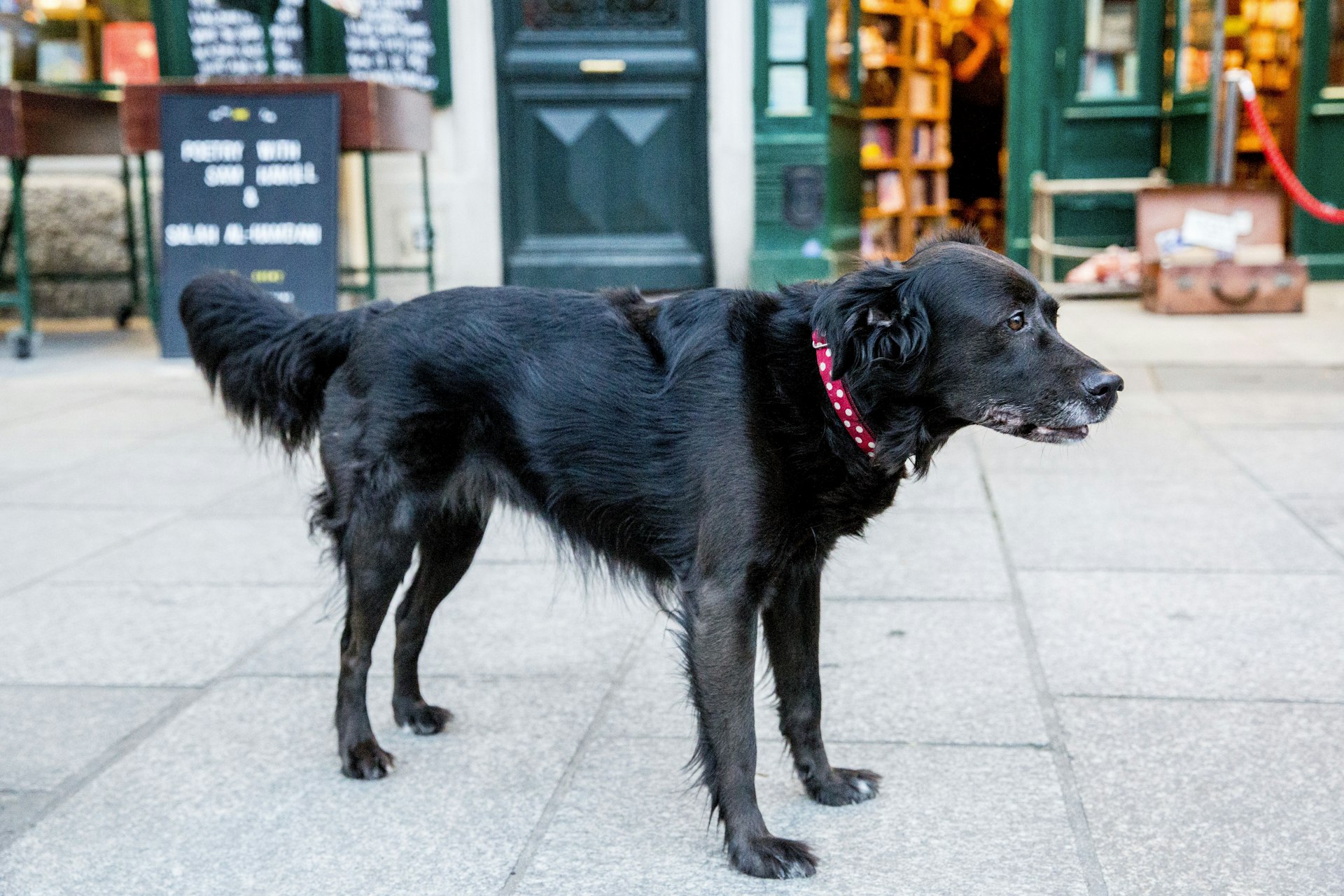 A black dog stands on the pavement outside a bookstore