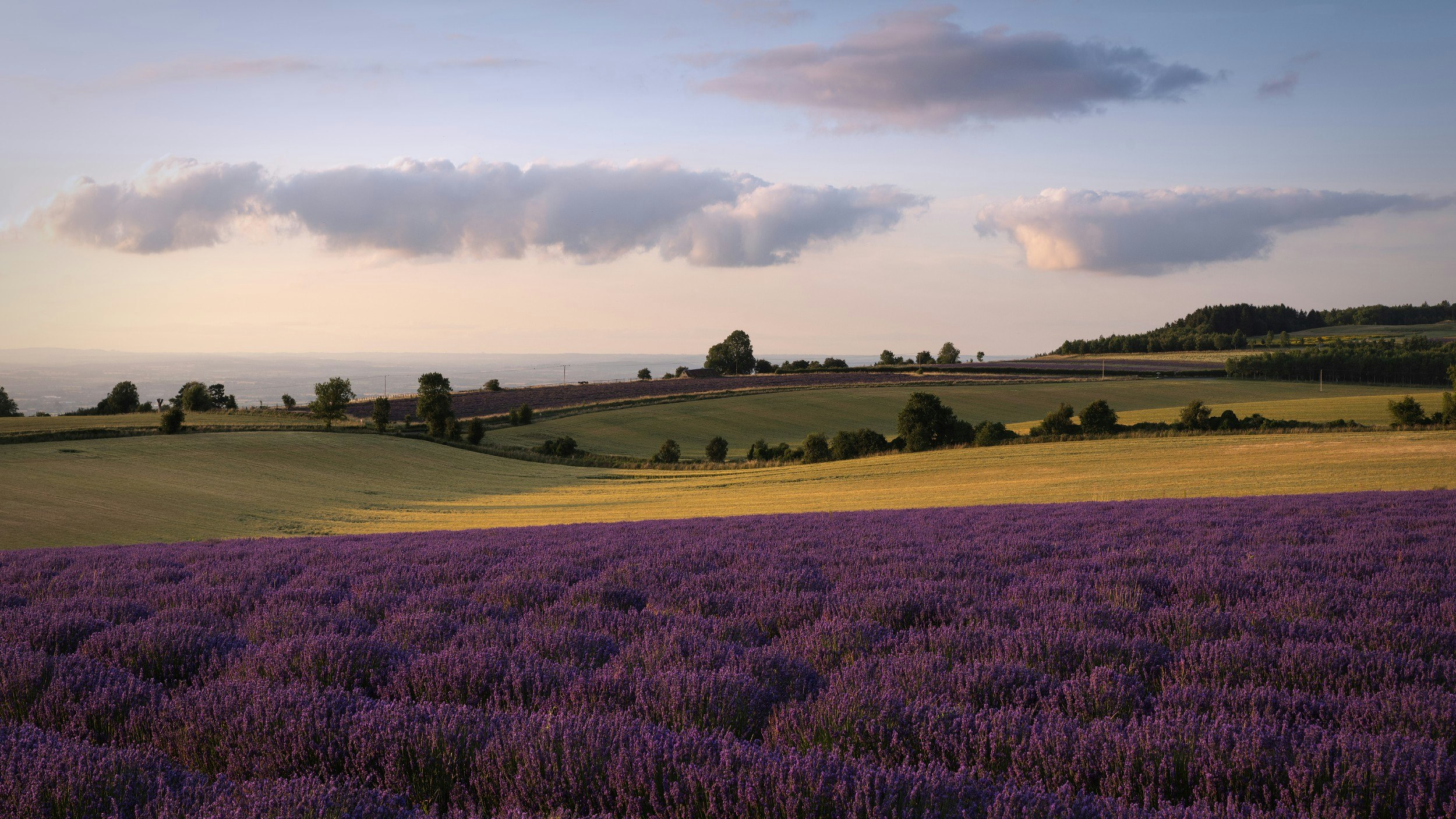 A field of lavender at Cotswold Lavender