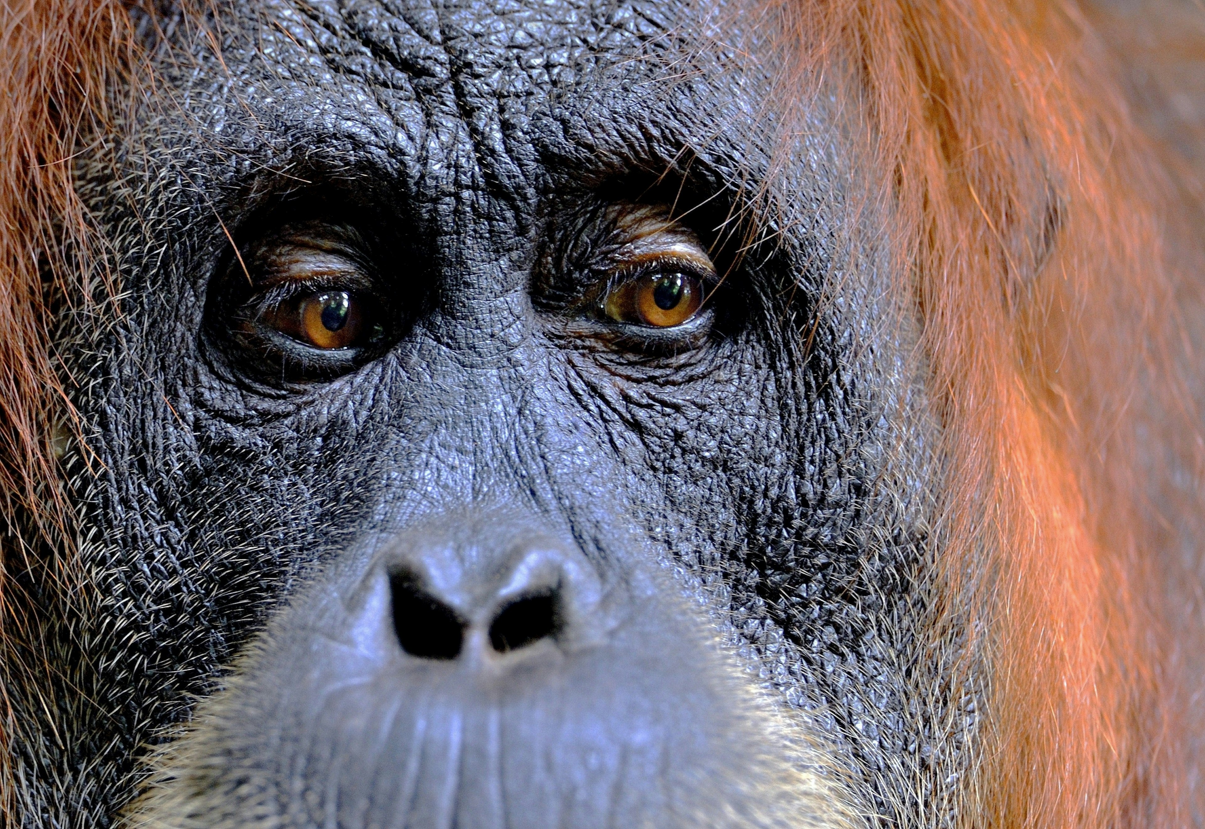 Female Sumatran Orangutan in rainforests of Gunung Leuser National Park, northern Sumatra, Indonesia