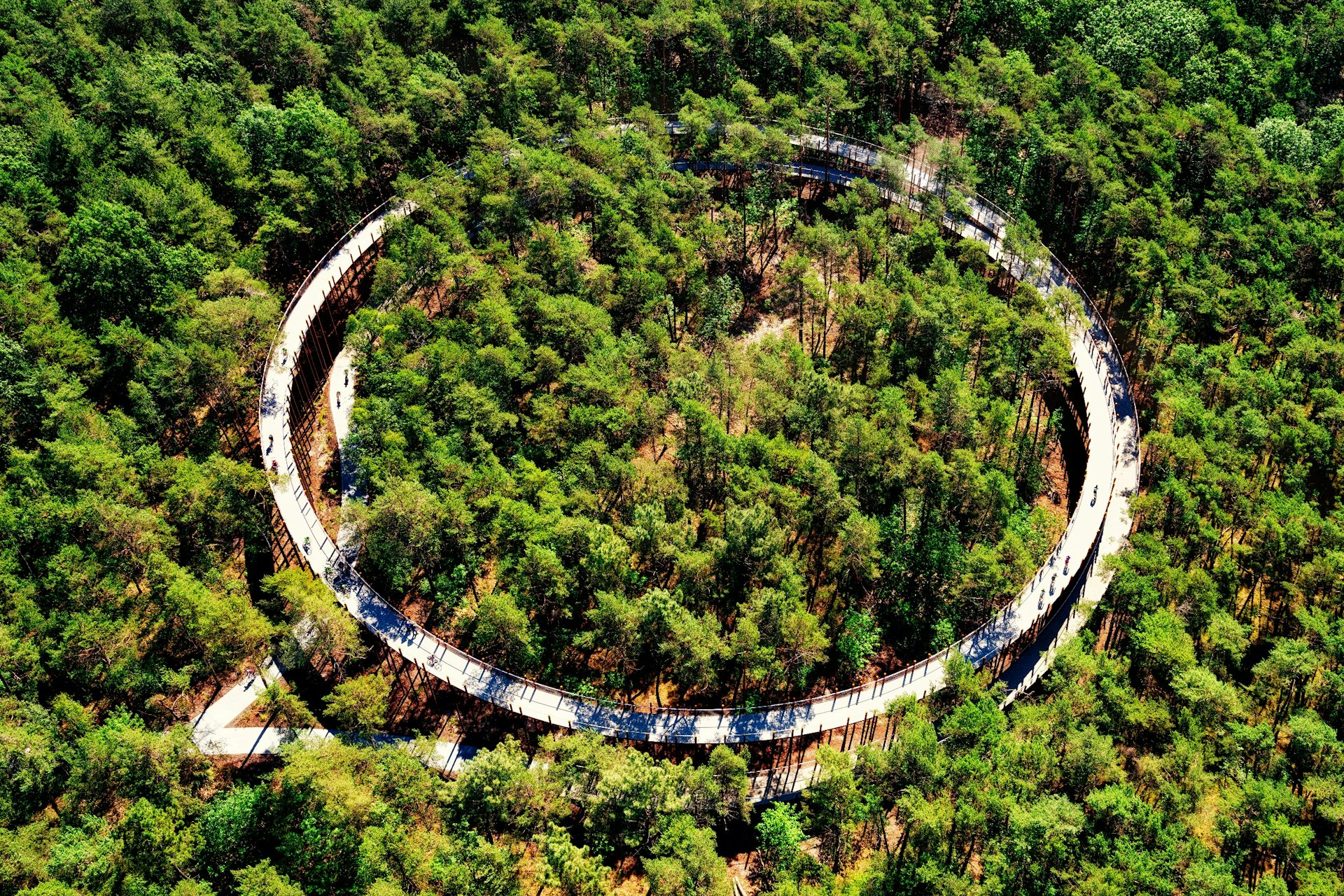 A circular cycle trail through a forest canopy in Belgium