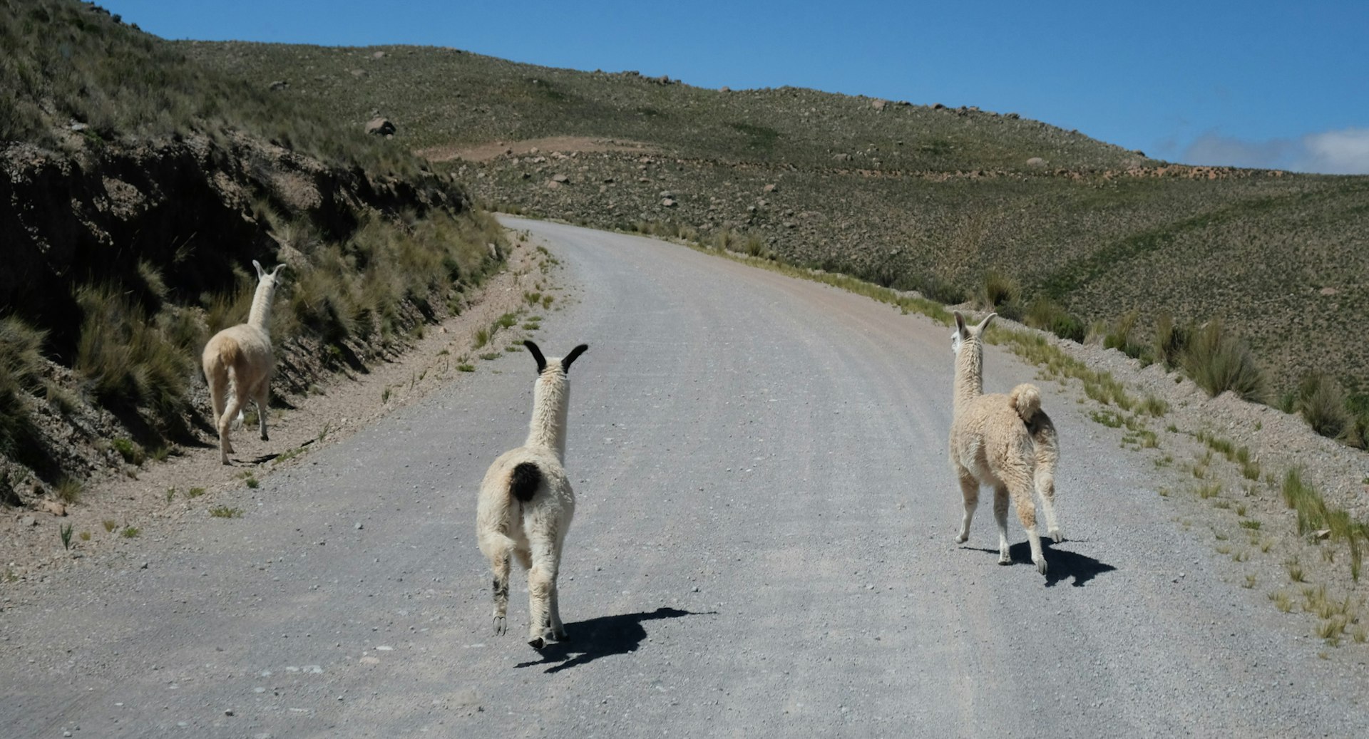 Llamas on a quiet mountain road in Peru