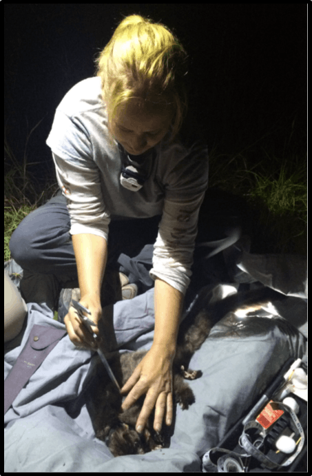 Denise McGregor measuring a greater glider