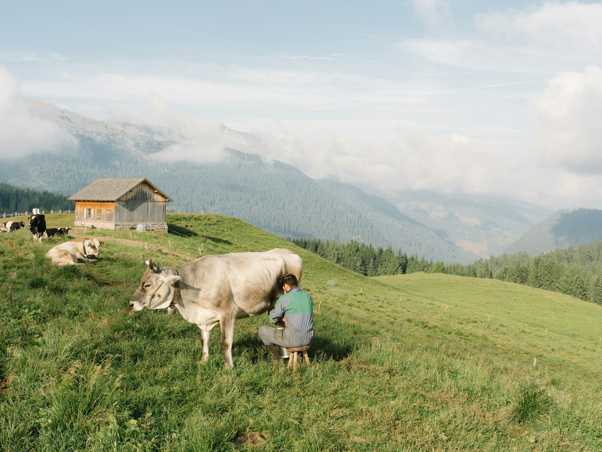 A man milking a cow in a mountain pasture