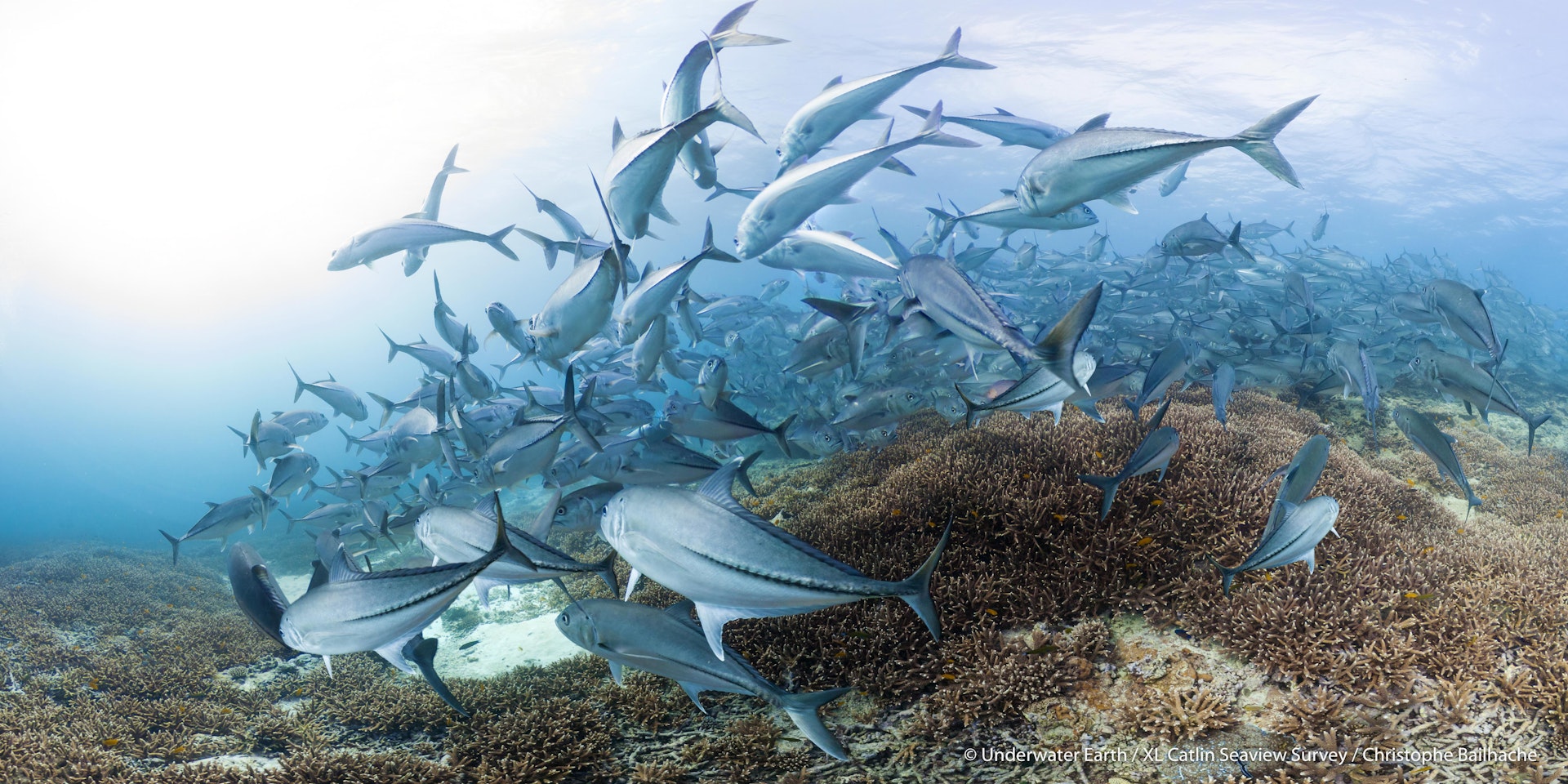 A school of fish underwater