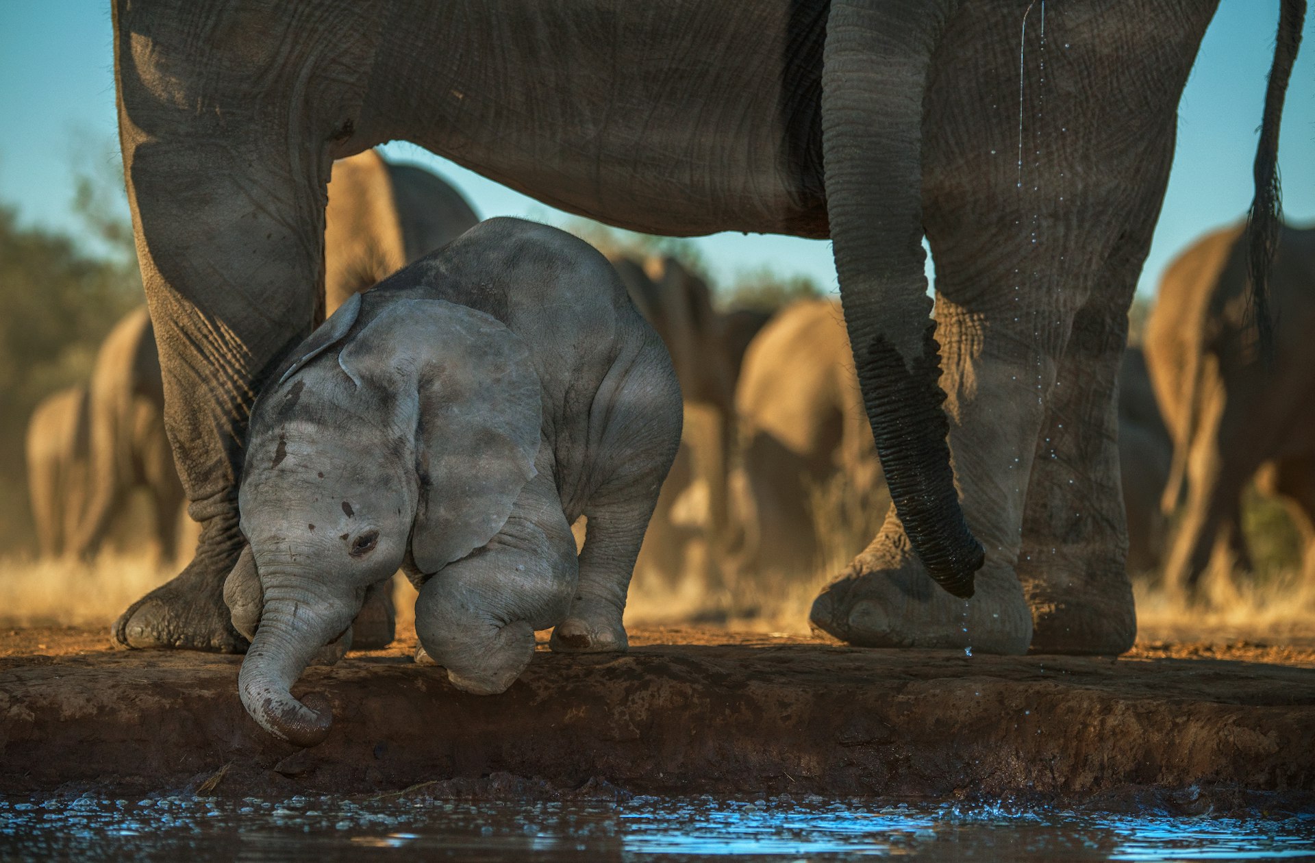 Elephant in Botswana 