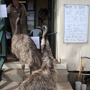 Emu Yaraka Hotel Australia.jpeg