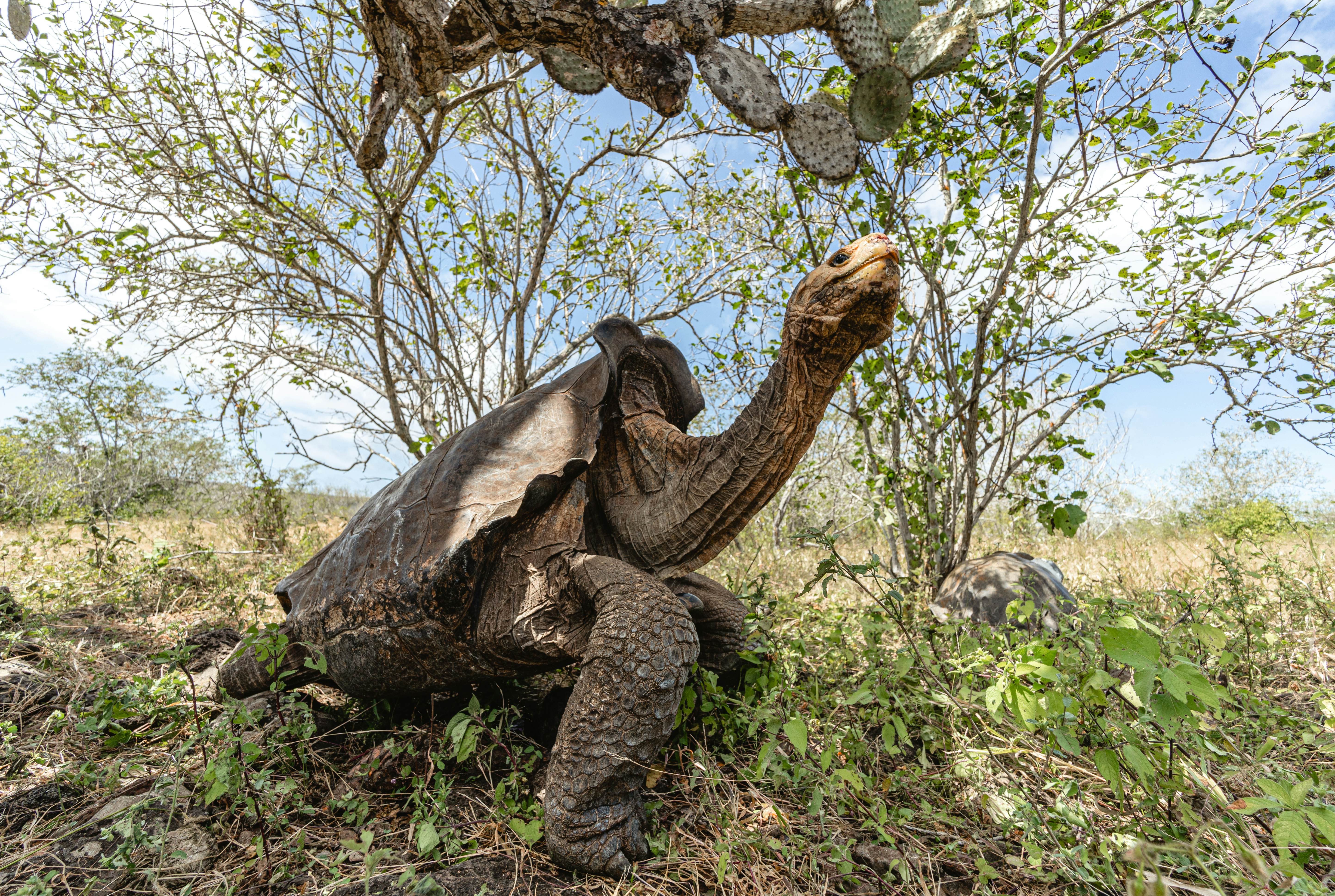 Слоновая черепаха среда обитания. Галапагосская слоновая черепаха. Гигантская черепаха Галапагоса. Остров Галапагос черепахи. Слоновые черепахи Галапагосы.