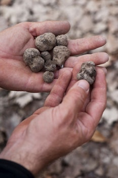 Truffle hunting in Piedmont