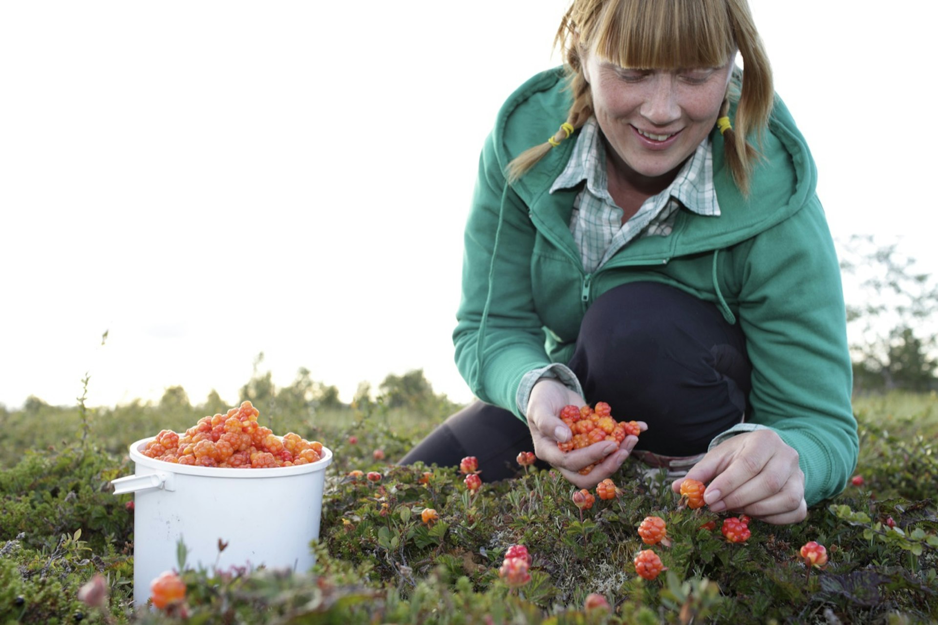 Woman picking cloudberries in Finland, where foraging is popular 