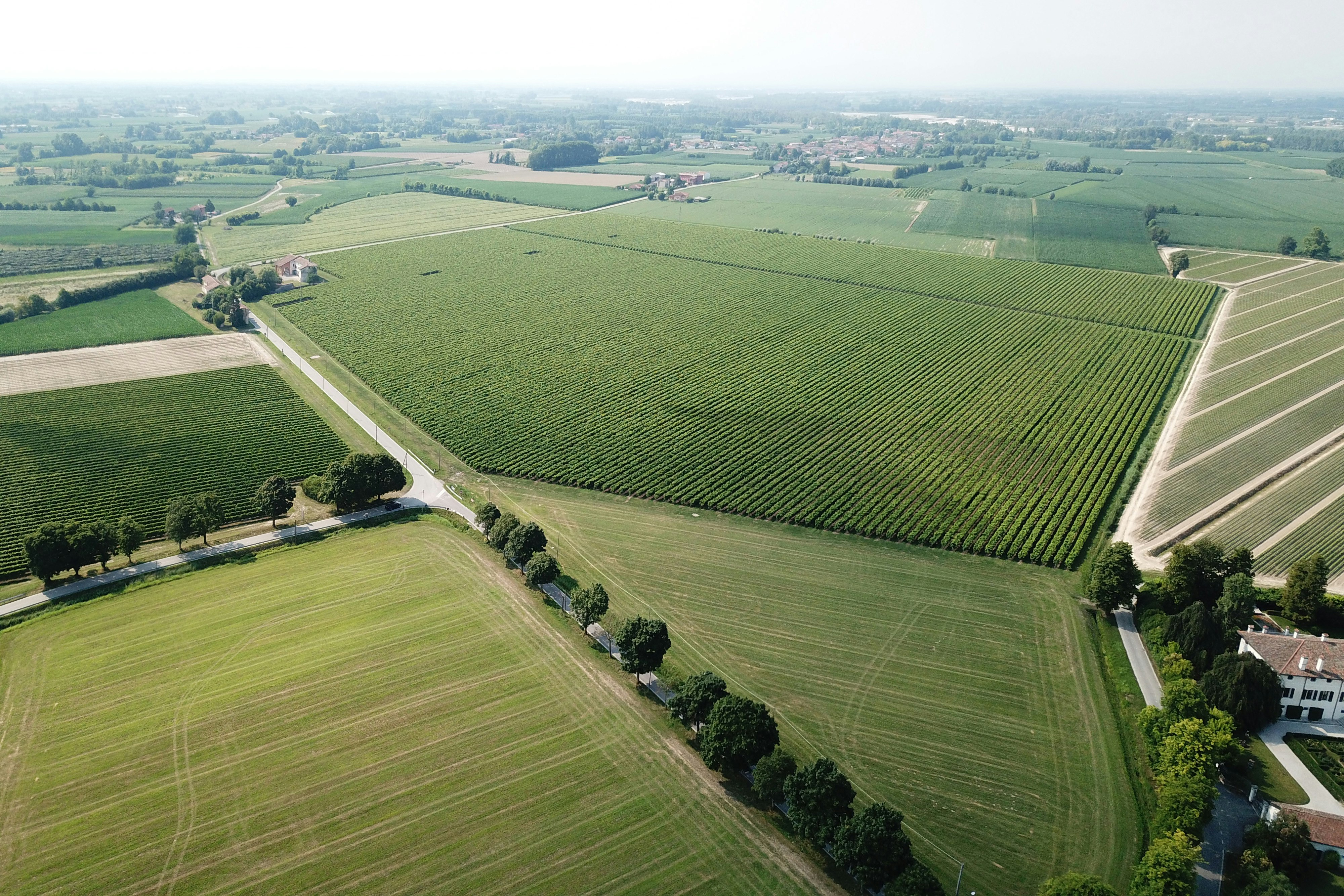 vineyards of pordenone italy