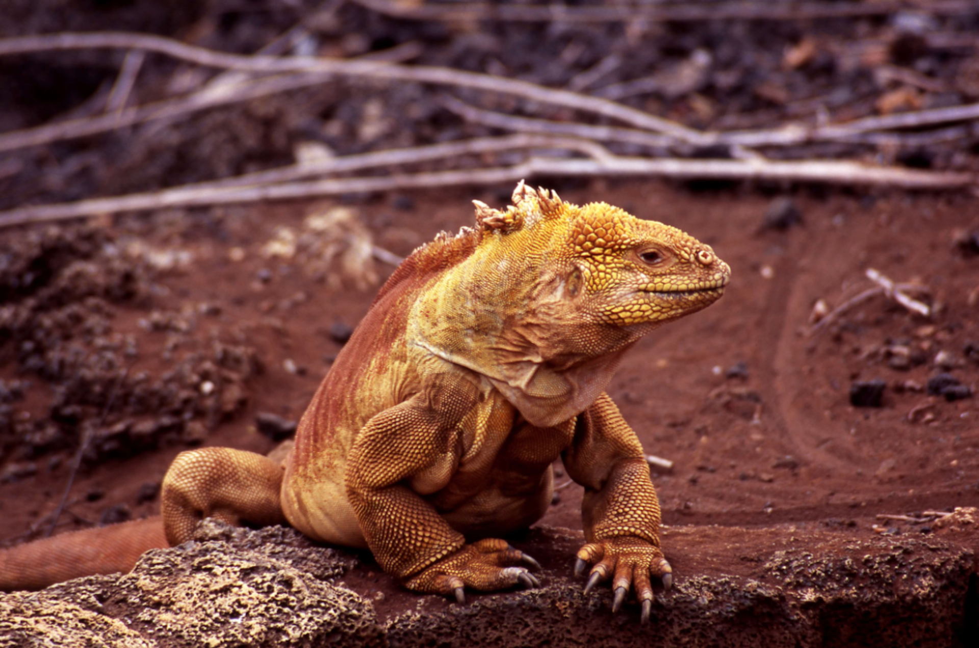 Galapagos pink land iguana © Philip Cope.png