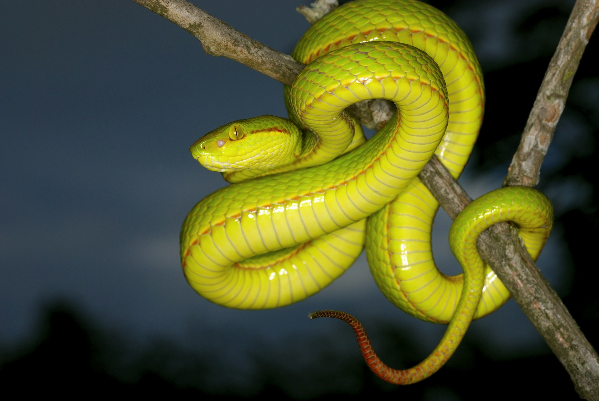 Trimeresurus species, a species of green pit viper